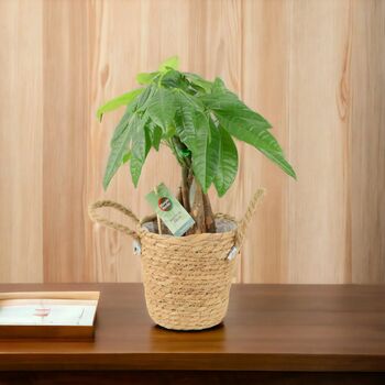 Pachira Money Tree With Braided Trunk – 12cm Pot, 9 of 12