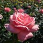 Rose Plants, Hybrid Tea 'Blessings', Full Plants In Five Litre Pots, thumbnail 3 of 4