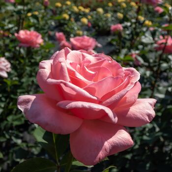 Rose Plants, Hybrid Tea 'Blessings', Full Plants In Five Litre Pots, 3 of 4