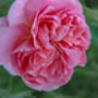 Hybrid Tea Rose 'Amazing Grace' Bare Rooted Plant, thumbnail 2 of 4