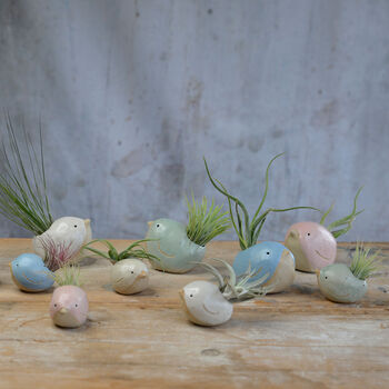 Bird Air Plant Holder In Mint Green, 7 of 11