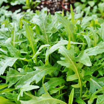 Salad Plants Rocket 12 X Plant Pack, 5 of 5