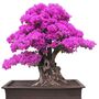 Chinese Redbud Bonsai Tree Starter Kit, thumbnail 9 of 10