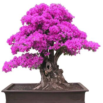 Chinese Redbud Bonsai Tree Starter Kit, 9 of 10