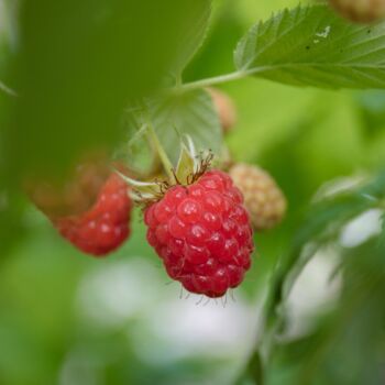 Raspberry 'Cascade Delight' Two X Bare Rooted Plants, 5 of 6