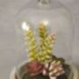Succulents In A Glass Dome, thumbnail 2 of 4