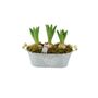 Fragrant Potted Hyacinth Trough – 3 Set, thumbnail 3 of 7