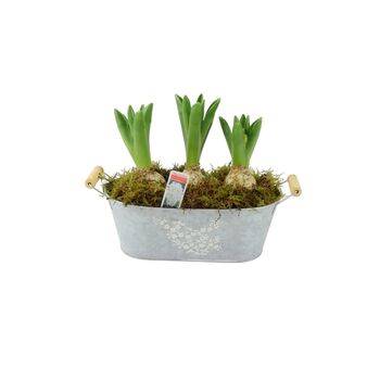 Fragrant Potted Hyacinth Trough – 3 Set, 3 of 7