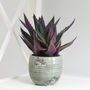 Artificial Purple Spikey Aloe Vera In Clay Pot, thumbnail 1 of 3