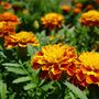 French Marigold 'Mixed Selection' 20 X Plant Pack, thumbnail 3 of 5