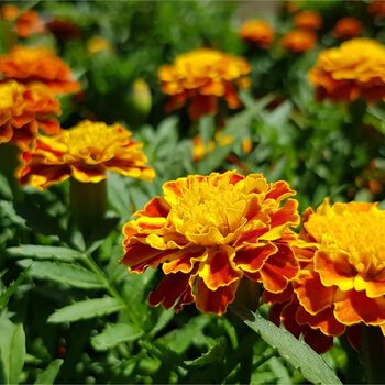 French Marigold 'Mixed Selection' 20 X Plant Pack, 3 of 5