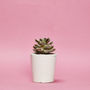 Set Of Three White Concrete Pots W/Cacti And Succulents, thumbnail 2 of 7