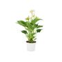 White Anthurium Plant Elegant Flamingo Flower Houseplant, thumbnail 5 of 7