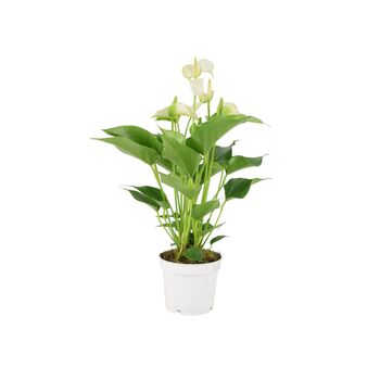 White Anthurium Plant Elegant Flamingo Flower Houseplant, 5 of 7