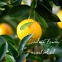 Lemon Verbena Vegan Room Spray With Essential Oils, thumbnail 2 of 4