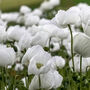 Gardening Gift. Grow Your Own Ivory Castle Poppies Kit, thumbnail 3 of 4