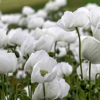 Gardening Gift. Grow Your Own Ivory Castle Poppies Kit, 3 of 4