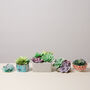 Paper Succulent Making Letterbox Gift Set, thumbnail 5 of 11