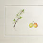 Botanical Watercolour With Plum Illustration, thumbnail 2 of 4