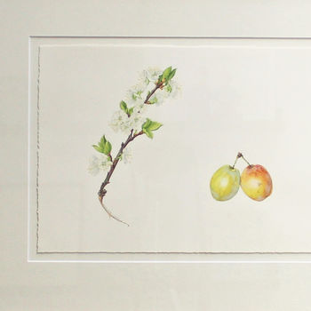 Botanical Watercolour With Plum Illustration, 2 of 4