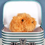 Mini Cockapoo Dog Soft Toy With Personalised Case, thumbnail 2 of 4