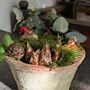 Paperwhite Flower Bulbs In Terracotta Pot | Christmas Gift, thumbnail 3 of 5