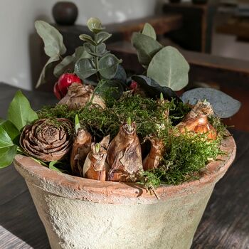 Paperwhite Flower Bulbs In Terracotta Pot | Christmas Gift, 3 of 5