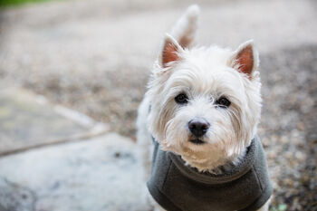 Westie Polartec Water Resistant Dog Coat, 2 of 5