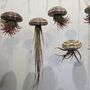 Jellyfish Floating Airplant Gift For Plant Lover, thumbnail 4 of 8