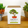 Grow Your Own Bonsai Tree Kit, thumbnail 1 of 4