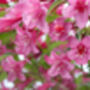 Weigela Plants 'Florida Purpurea', thumbnail 2 of 6