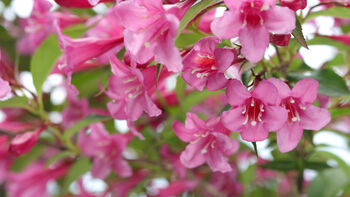 Weigela Plants 'Florida Purpurea', 2 of 6