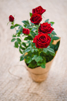 Mini Red Rose, 3 of 4
