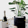 Monstera House Plant In Gift Box, thumbnail 1 of 3