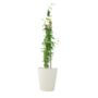 Pink Jasmine Jasminum Beesianum In 3 L Pot, thumbnail 6 of 6