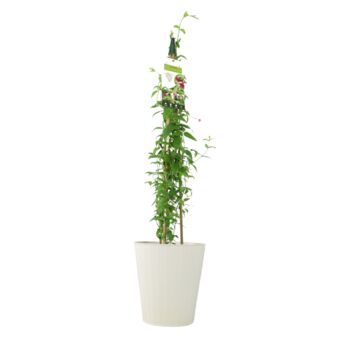 Pink Jasmine Jasminum Beesianum In 3 L Pot, 6 of 6