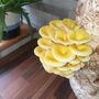 Oyster Mushroom Standard Straw Log Grow Kit, thumbnail 3 of 7