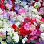 Sweet Pea 'Giant Cut Flower Mix' Three X 9cm Pots, thumbnail 3 of 4