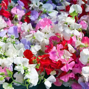 Sweet Pea 'Giant Cut Flower Mix' Three X 9cm Pots, 3 of 4