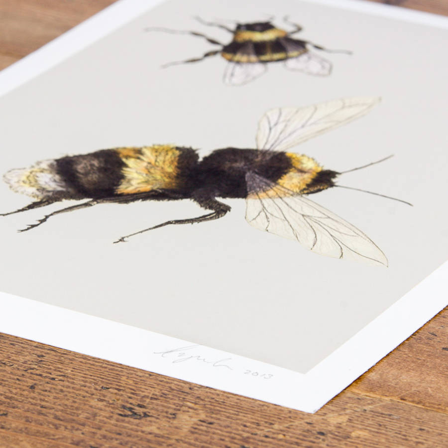 bumblebees illustration print by ben rothery illustrator ...