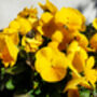 Pansy 'Pure Yellow' 20 X Full Plant Pack, thumbnail 2 of 4