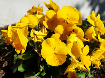 Pansy 'Pure Yellow' 20 X Full Plant Pack, 2 of 4