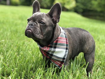 Alfies Red And White Tartan Plaid Dog Celebration Bandana, 2 of 7