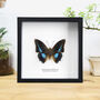 Imperial Blue Charaxes Handcrafted Frame, thumbnail 1 of 3