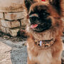 Luxury Leather Dog Collar, thumbnail 3 of 12