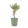 Olive Tree 50 60cm – Mediterranean Garden Plant Gift, thumbnail 4 of 7