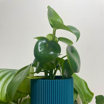 Corrugated Plant Pot – Strong And Lightweight, 4 of 9