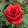 Sporting Gifts For The Garden The England Rugby Rose, thumbnail 1 of 2
