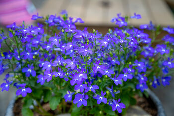 Lobelia Potted In A Tin Planter, 2 of 7