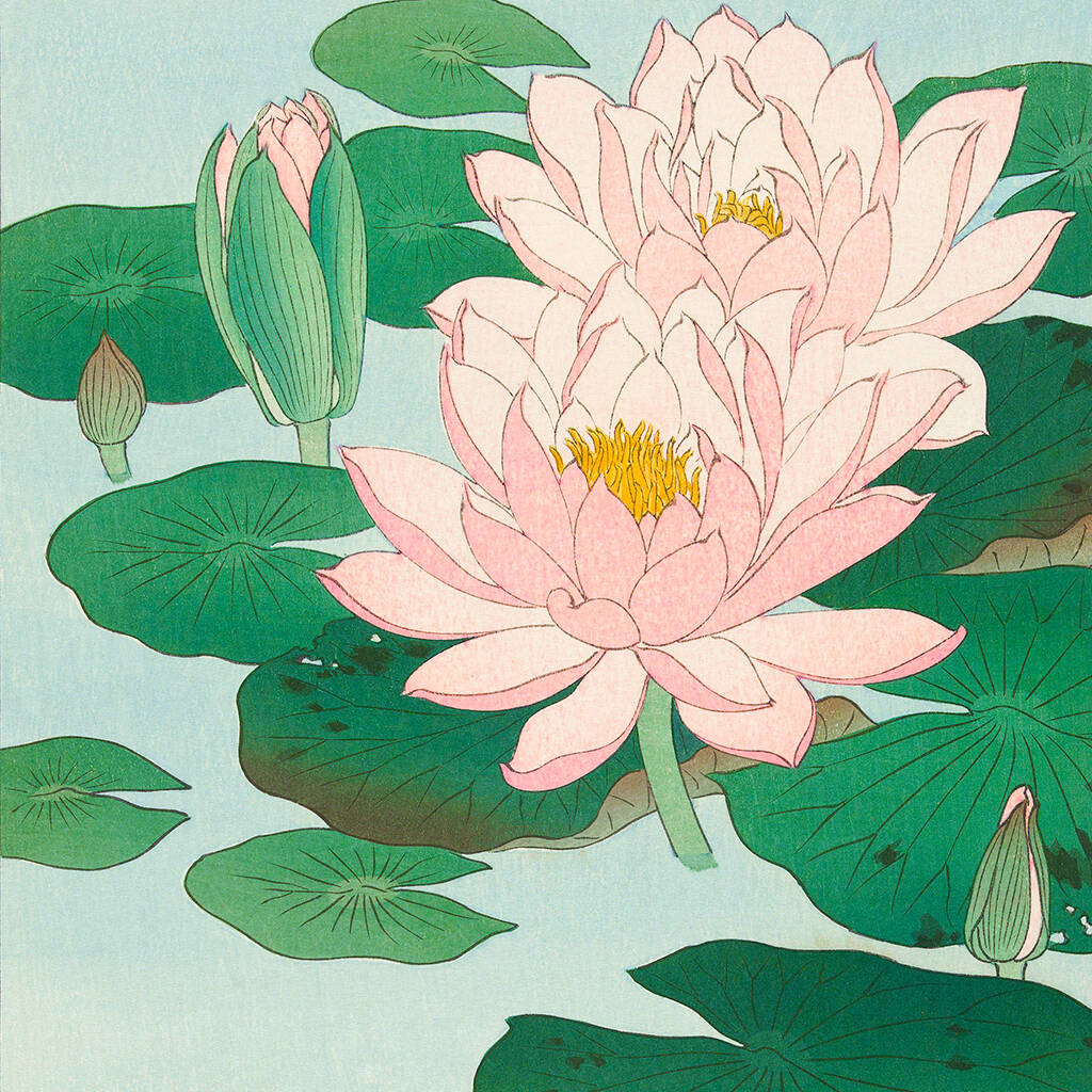 Flowering Water Lily Japanese Art Print By Ocularium